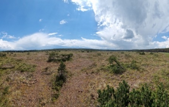 widok na torfowisko